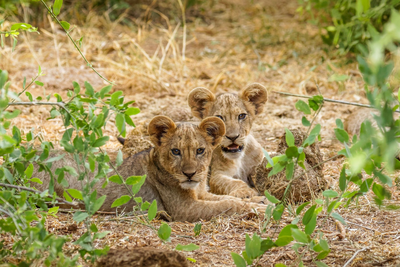 Zwei Löwenjunge, Samburu Nationalpark, Kenia Rundreise