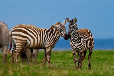 Zebras, Ruanda Rundreise