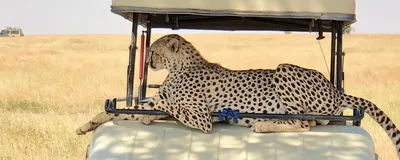 Gepard, Safari, Tansania Reise