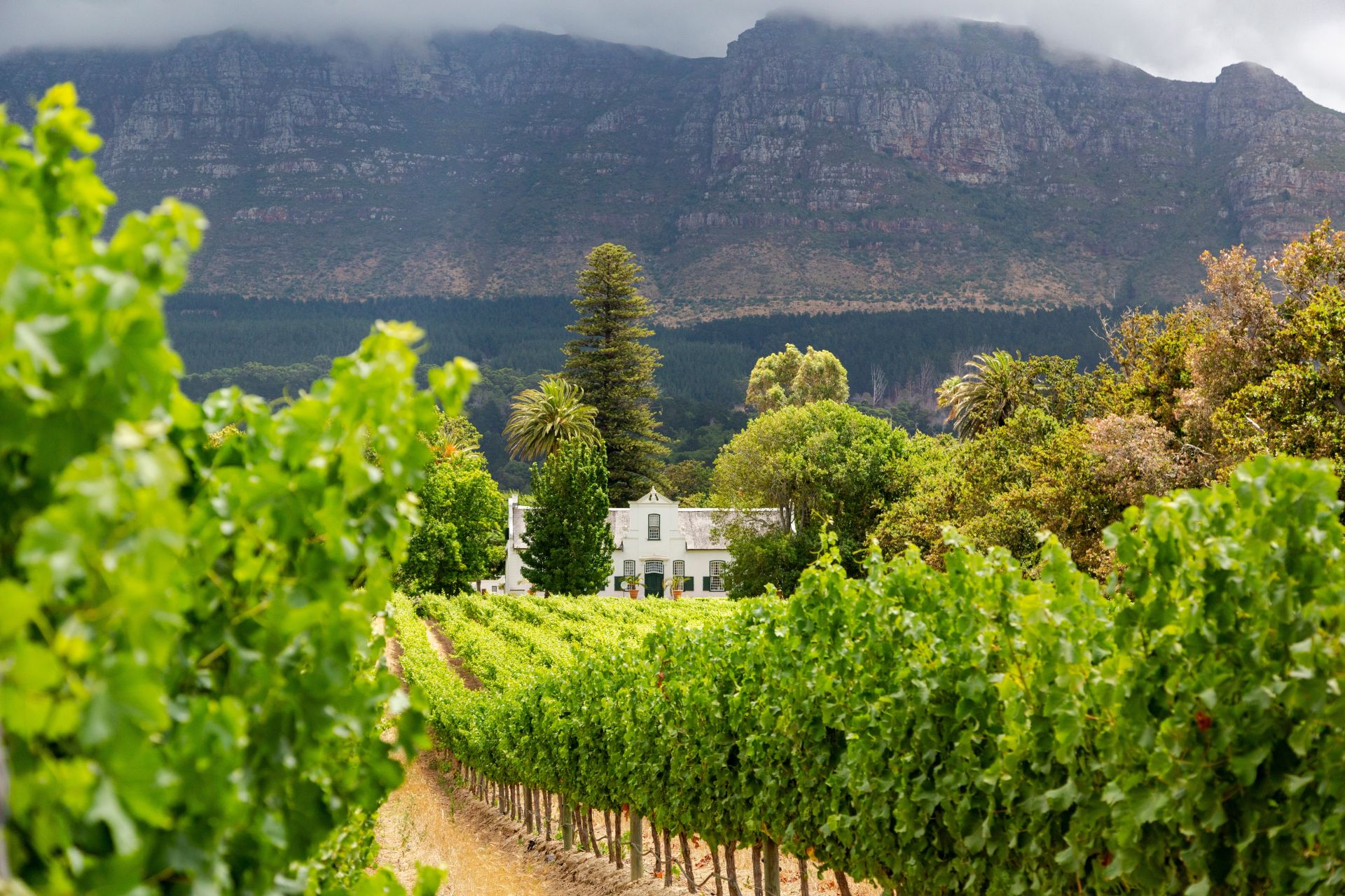 Weinregion Constantia, Westkap, Südafrika