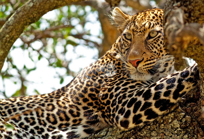Leopard, Kenia Reise, Masai Mara, Safari