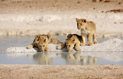 Löwen im Etosha Nationalpark, Reise Namibia, Mietwagen
