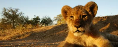 kleiner Löwe, Südafrika Rundreise, Safari