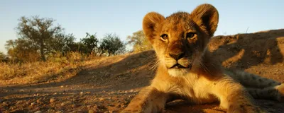 kleiner Löwe, Südafrika Rundreise, Safari