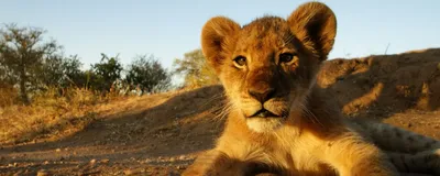 kleiner Löwe, Südafrika Rundreise, Safari
