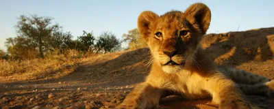 kleiner Löwe, Südafrika Rundreise, Safari