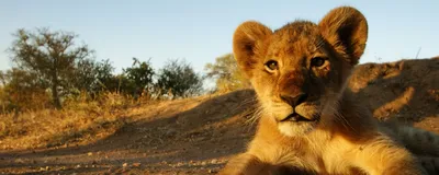 kleiner Löwe, Südafrika Rundreise, Safari