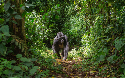 Privatreise Uganda, Gorilla im Bwindi Nationalpark, Uganda