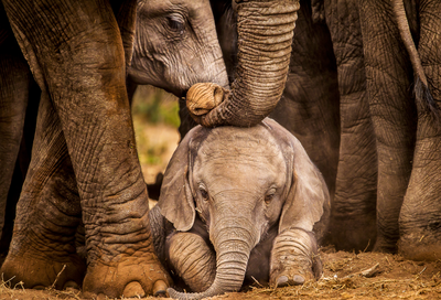 Elefantenbaby in Namibia, umsorgt von der Herde