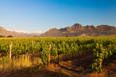 Individualreise Südafrika, Weinberge, Kapstadt, Afrikas Tierwelt vereint mit nostalgischem Luxus, Südafrika#