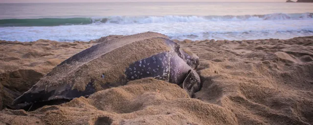 Südafrika Rundreise, iSimangaliso Wetland Park, Schildkröte