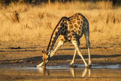 Giraffe, Kenia Luxusreise