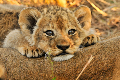Rundreise Südafrika, Löwenbaby, Sanbona Private Game Reserve, Wellness, Wein und wilde Tiere, Südafrika
