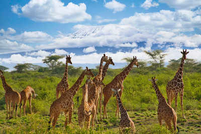 Giraffen, Kilimanjaro im Hintergrund, Kenia Rundreise