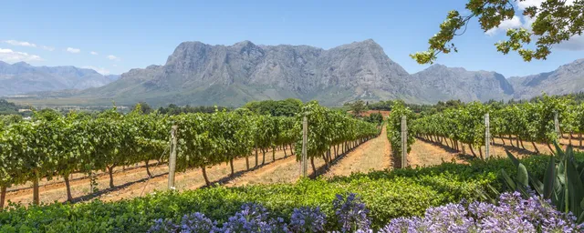 Südafrika Luxusreise, Winelands, Rebstöcke