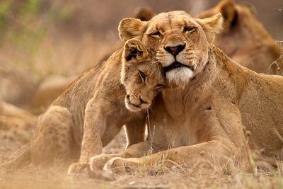 Safari in Afrika: Löwenfamilie