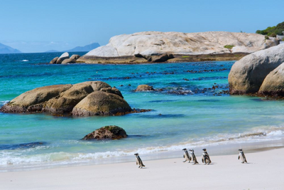 Luxusreise Südafrika, Boulders Beach, Pinguine, Wellness, Wein und wilde Tiere, Südafrika