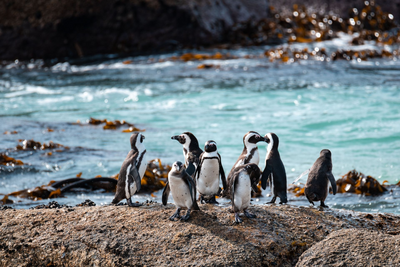 Boulders Beach, Pinguine, Kapstadt