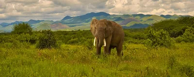 Elefant, Tsavo West Nationalpark, Kenia Rundreise