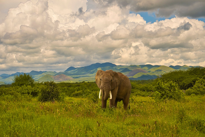 Elefant, Tsavo West Nationalpark, Kenia Rundreise