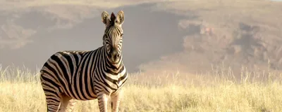 Zebra, Namib Rand Nature Reserve, Privatreise Namibia 
