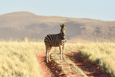 Zebra, Namib Rand Nature Reserve, Privatreise Namibia 