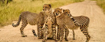Safari, Krüger Nationalpark, Südafrika