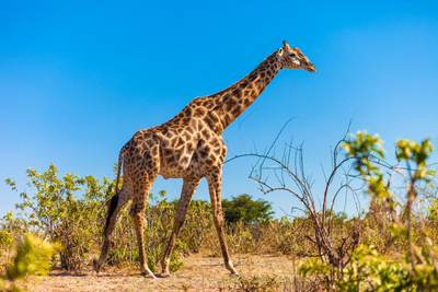 Giraffe im Chobe Nationalpark, Botswana Rundreise, Safari 