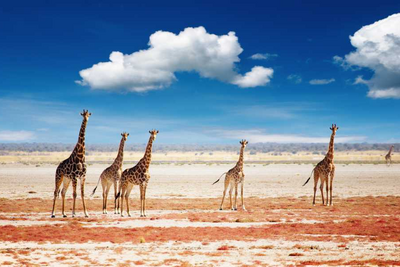 Namibia Rundreise, Mietwagen, Giraffen, Etosha Nationalpark