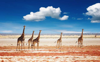 Namibia Rundreise, Mietwagen, Giraffen, Etosha Nationalpark
