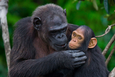Schimpanse, Ruanda Rundreise
