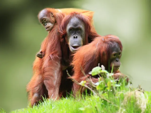 Orang Utans, Malaysia Rundreise, Asien Special Tours