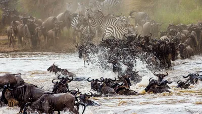 Grosse Tierwanderung, Tansania nach Kenia, Afrika Reise