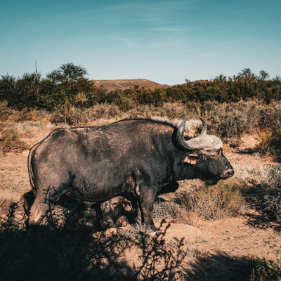 Büffel, Sanbona Game Reserve, Südafrika, Reisebericht Gardenroute
