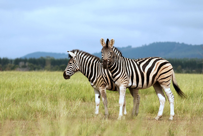 Zebras, Kenia Reise, Masai Mara