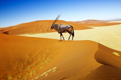 Oryx im Namib Naukluft Park, Reise Namibia, Selbstfahrer