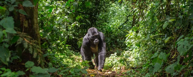 Individualreise Uganda, Berggorilla, Bwindi Nationalpark, Uganda