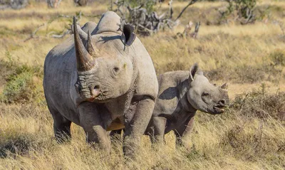 Spitzmaulnashorn, Namibia Reise