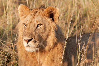 Tansania Reise, Löwe, Serengeti Nationalpark, Tansania Rundreise