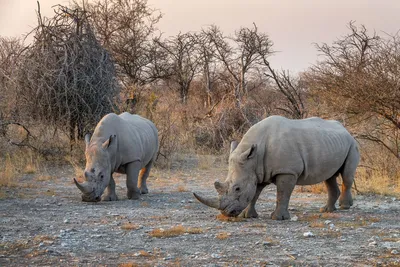 Namibia, Breitmaulnashorn