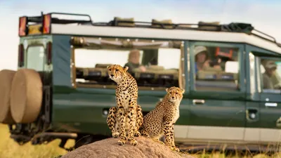 Leoparden, Jeep-Safari, Masai Mara, Kenia Rundreise