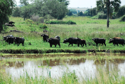 Büffelherde, Kidepo Valley Nationalpark, Uganda Rundreise