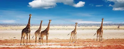 Giraffen im Etosha Nationalpark, Namibia Rundreise, Safari 