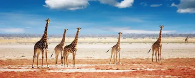 Giraffen im Etosha Nationalpark, Namibia Rundreise, Safari 