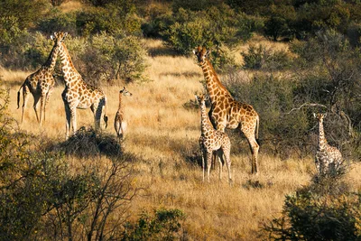 Wildlife rund um die Omaanda Lodge