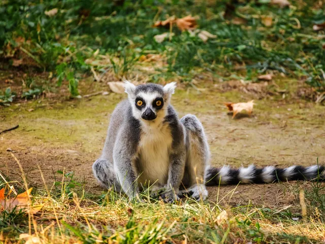 Ringelschwanz Lemur, Madagaskar
