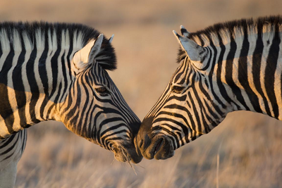 Zebras Etosha Nationalpark, Safari Namibia