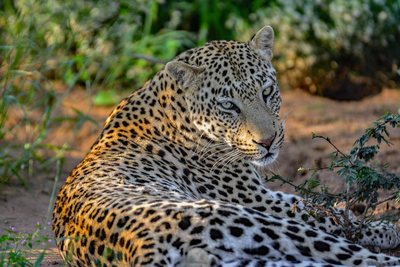 Flugsafari Namibia, Leopard Okonjima-Wildreservat