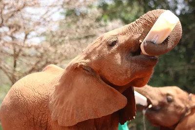Babyelefant, David Sheldrick Wildlife Trust, Kenia Reise
