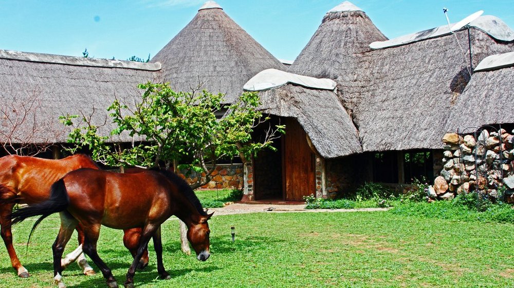Privatreise Uganda, Garten mit Pferden, Lake Albert Lodge, Murchison Falls, Uganda